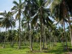 Land for Sale Waradala