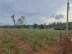 Land for Sale Weliweriya