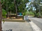Land for sale with mahogani trees