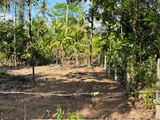 Land for Sale in Polgahwatha Ganemulla