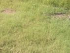 Land four sale Angoda