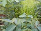 Land four sale Hibutana