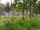 Land four sale වැල්ලව