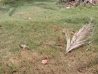 Land four sale wennawaththa
