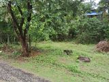Land for Sale Horana