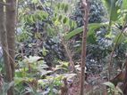 Land in A Scenic Serene Environment Gonagama