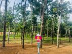 Land in Ballapitiya Horana