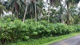 Land in Homagama Town