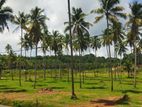 Land in කුරුණෑගල - නාරම්මල