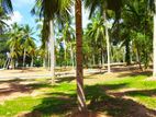 Land in Veyangoda