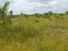 Land for Sale in Puttalam