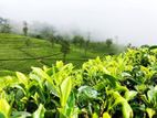 Land of Sale Nuwaraeliya