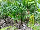Land for Sale Monaragala