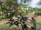 Land for Sale in Wadduwa