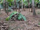 Land Sale - Puwakwatta