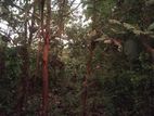 Land Sale in Kibissa