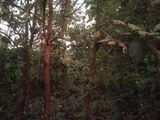 Land Sale in Kibissa
