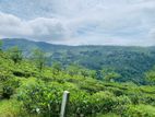 Land Sale In Pundaluoya