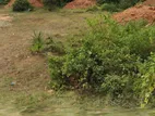 Land Sale in Trincomalee
