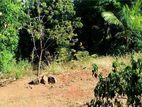 Land with House for Sale Tringamalai