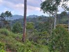 Land with Tea Plantation for Sale Boralanda