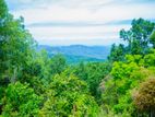 Land with Commercial Crops for Sale in Haputale, Haldummulla