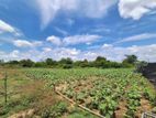 Land With Farm for Sale Monaragala