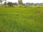 Land With House for Sale in Anuradhapura