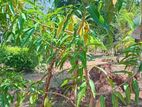 Land with House for Sale in Kataragama