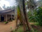 Land with House for Sale in Vigoda, Naiwala - Thi/ls/0024