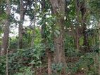 Land with House for Sale Gampola