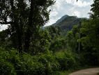 Land with House for Sale - Matale