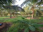 Land with House Sale in Baranakattuwa Mundalama