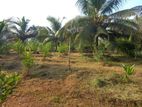 Land With House Sale in Baranakattuwa Mundalama
