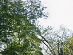 Land with old house for sale in Colombo 7