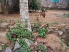 Land With House For Sale Koraleima