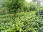 Land With Tea Cinnamon Rubber Sale in Pelawaththa