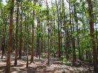 Land with Teak Plantation for Sale in Puttalam