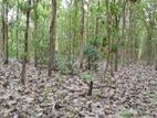 Land with Teak Tress for Sale - Kaluwaragaswewa