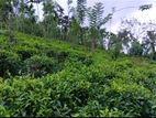Land With Three Buildings For Sale Kalawana