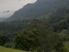 Land for Sale in Beragala