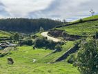 Lands for sale in Kandapola_Nuwaraeliya