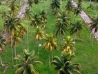 Lands for sale in Matara