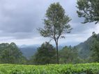 Lands for Sale in Nillamba - Peradeniya