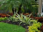 landscaping and garden services