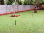 Landscaping Australian Grass Jaffna