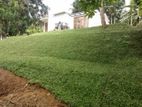 Malaysian Grass Service