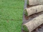 Landscaping Grass