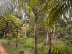 Palm Plants