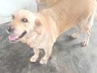 Labrador Dog